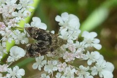 Anthophila fabriciana