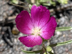 Clarkia tenella