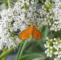 Eudulophasia invaria