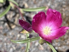 Clarkia tenella