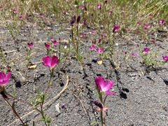 Clarkia tenella