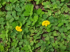 Arachis repens