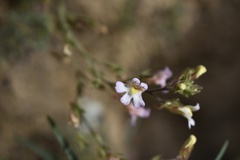 Chaenorhinum origanifolium
