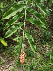 Heliconia hirsuta