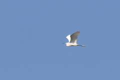 Egretta garzetta