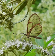 Episcada hymenaea hymenaea