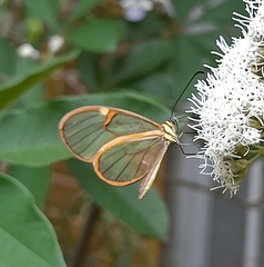 Episcada hymenaea hymenaea