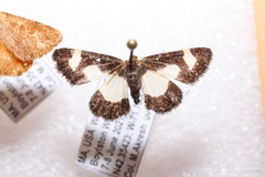 Heliomata cycladata