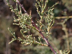 Tamarix gallica