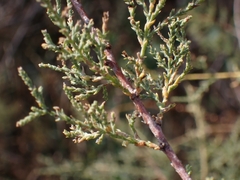 Tamarix gallica
