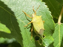 Brontocoris nigrolimbatus