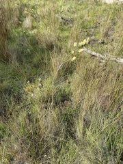 Melaleuca pityoides