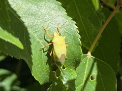 Brontocoris nigrolimbatus