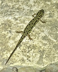 Triturus pygmaeus