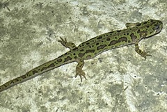 Triturus pygmaeus