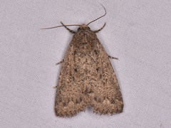 Condica sutor