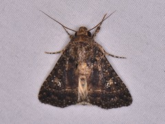 Condica albigera