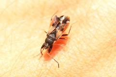 Eremocoris fenestratus