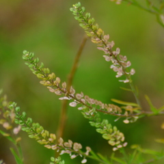 Lepidium auriculatum