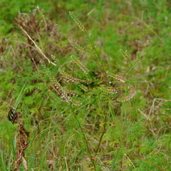 Lepidium auriculatum