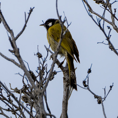 Nesoptilotis leucotis