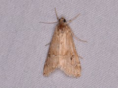 Hellula