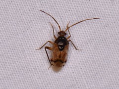 Eustictus