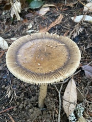 Amanita pachycolea