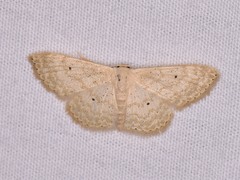 Scopula benitaria