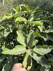 Ficus lutea