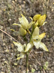 Chloraea lamellata
