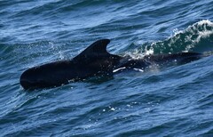 Globicephala macrorhynchus