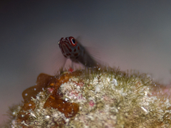 Trimma flavicaudatum