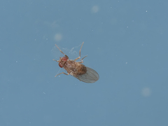 Drosophila repleta
