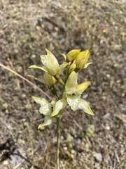 Chloraea lamellata