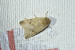 Agrochola blidaensis