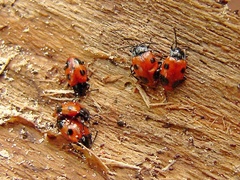 Endomychus biguttatus