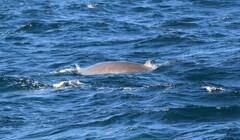 Ziphius cavirostris