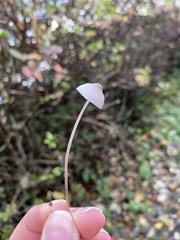 Mycena galopus