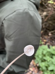 Mycena galopus