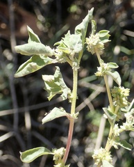 Atriplex suberecta