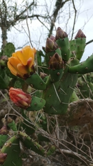 Opuntia elata
