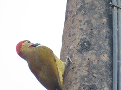 Colaptes rubiginosus