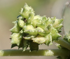 Atriplex suberecta
