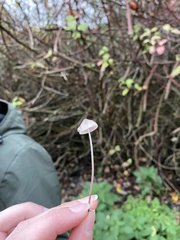 Mycena galopus