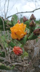 Opuntia elata