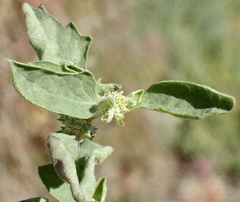 Atriplex suberecta
