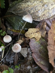 Mycena galopus