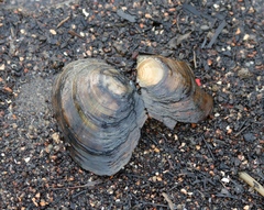 Sinanodonta woodiana