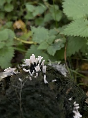 Xylaria hypoxylon